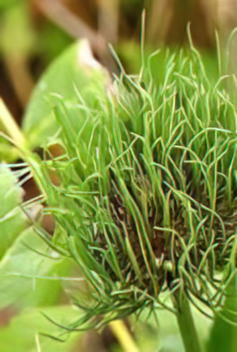 Crow Garlic