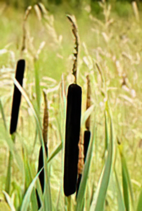 Reed Mace, Bulrush or Cat-o’-nine-tails