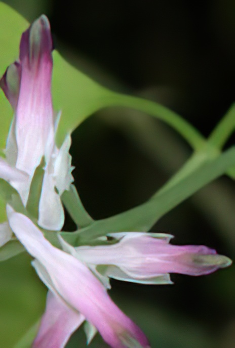 Ramping Fumitory