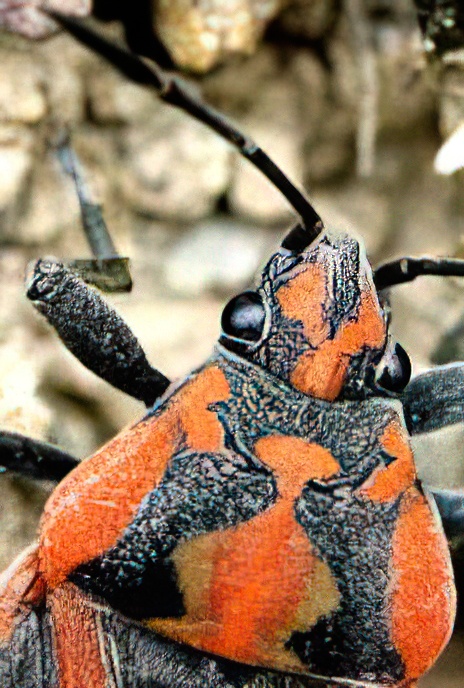 Milkweed Bug