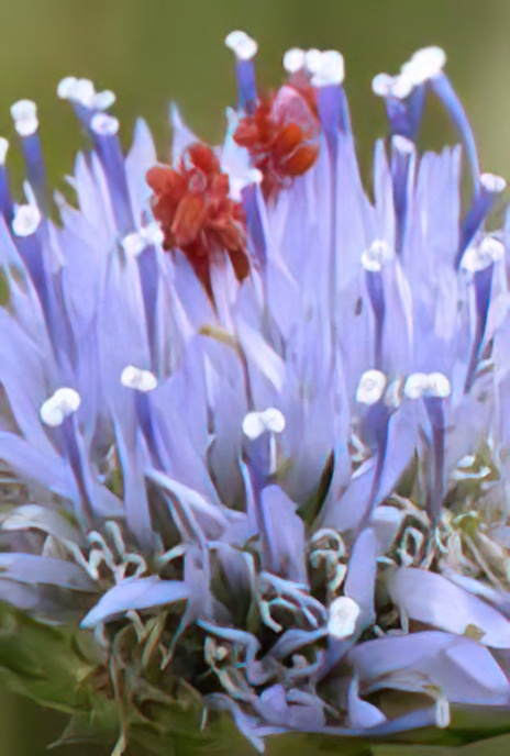 Sheep’s-bit Scabious with Red Velvet Mites on styles