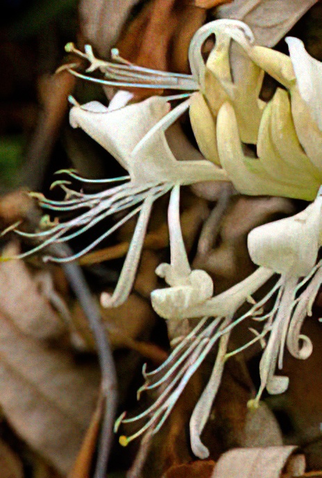 Honeysuckle