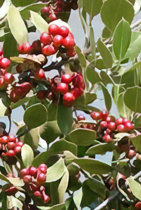 Mediterranean Buckthorn (fruit)