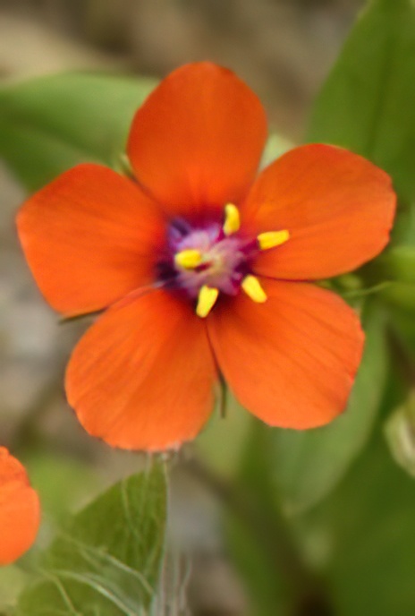 Scarlet Pimpernel or Shepherd’s Weatherglass
