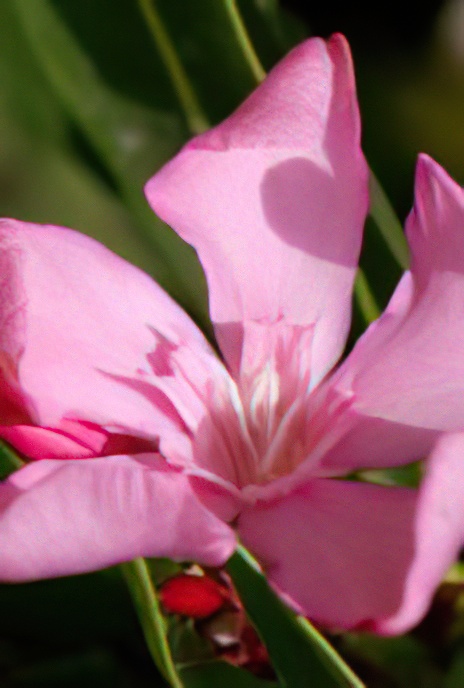 Oleander