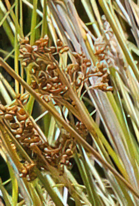 Sharp or Spiney Rush