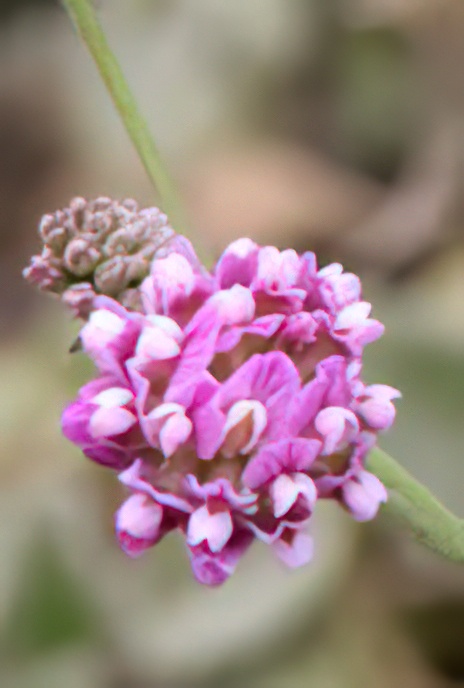 Gerard’s Kidney Vetch