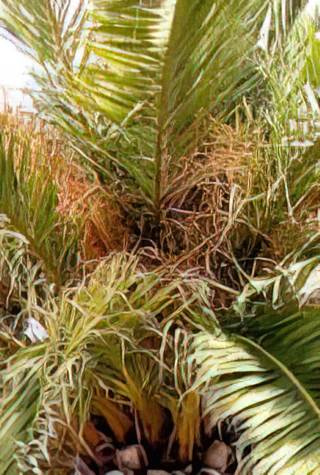 Canary Island Date Palm