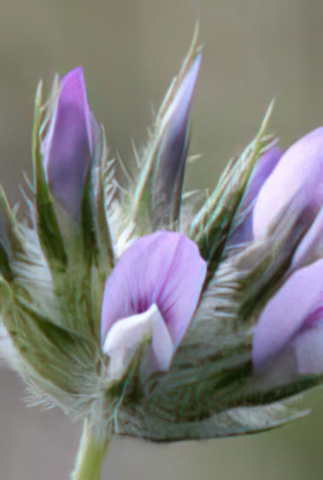 Pitch Trefoil