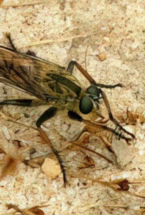 Pied-winged Robberfly