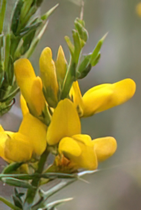 Gorse