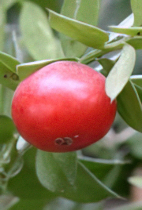 Butcher’s-Broom, Knee Holly or Jew’s Myrtle