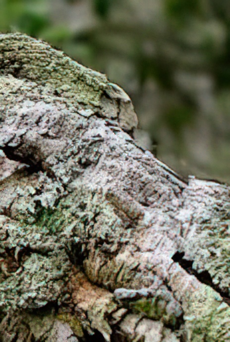 Common Greenshield Lichen (on Cork Oak)
