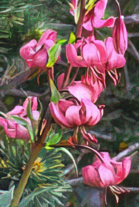 Martagon Lily