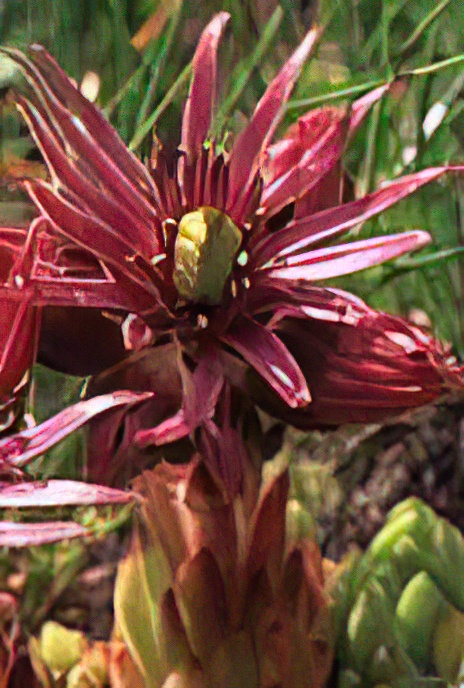 Mountain Houseleek