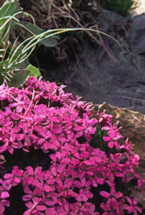 Moss Campion