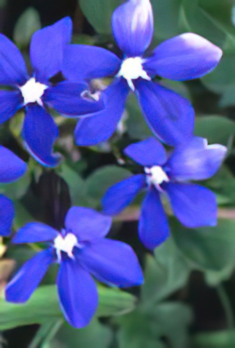 Spring Gentian