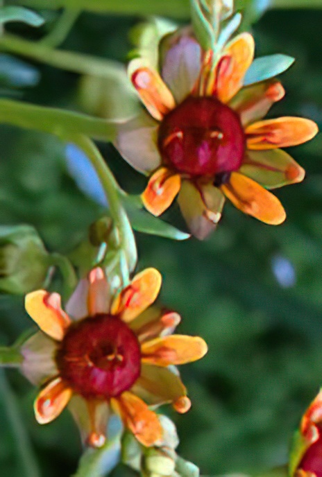 Yellow Mountain Saxifrage