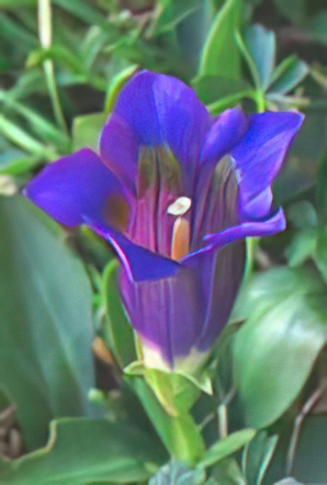 Stemless Gentian or Trumpet Gentian