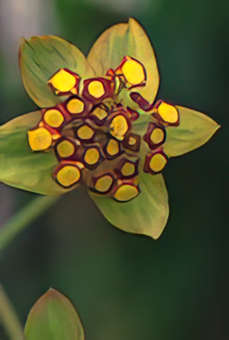 Long-leaved Hare’s-ear