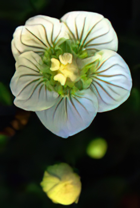 Grass of Parnassus