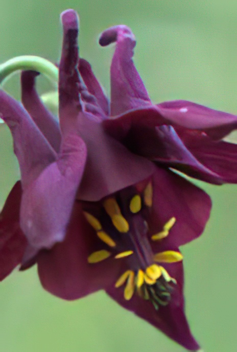 Dark Columbine