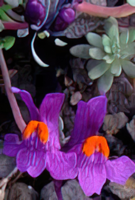 Alpine Toadflax