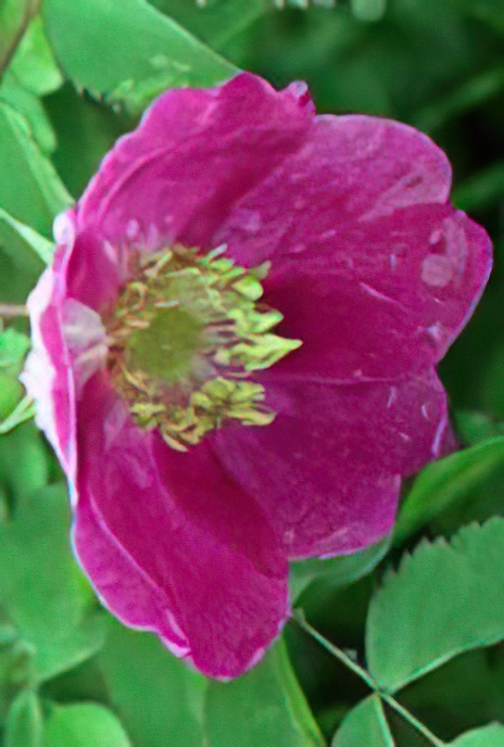 Alpine Rose