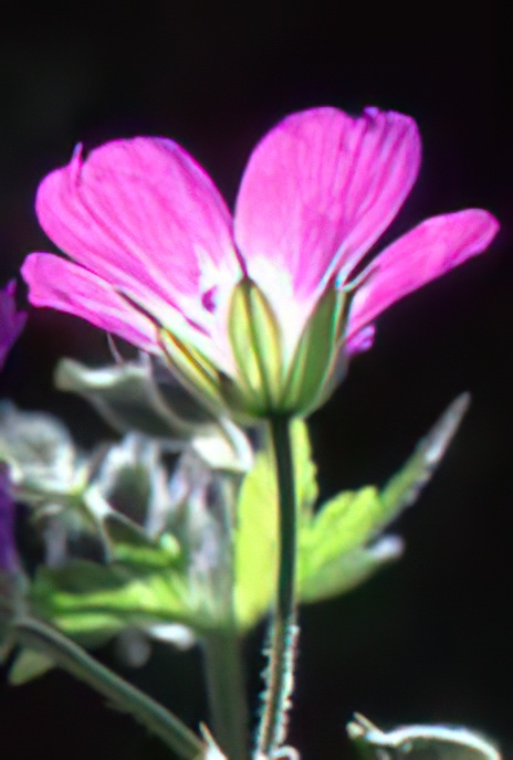 Wood Cranesbill