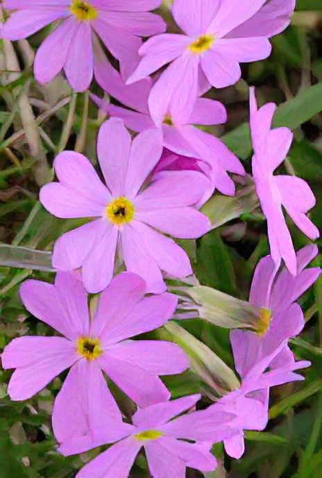 Bird’s-eye Primrose