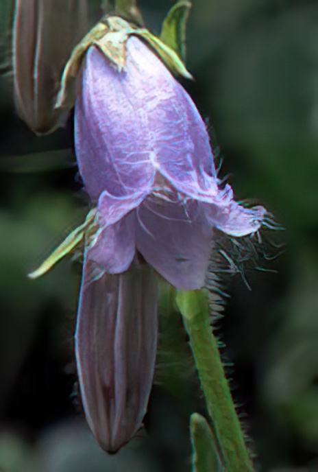 Bearded Bellflower