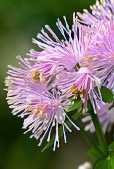 Colombine-leaved Meadow Rue