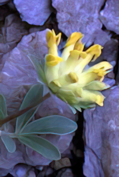 Kidney Vetch