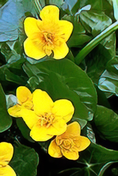 King Cups or Marsh Marigold