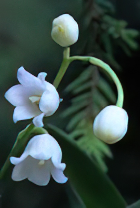 Lily of the Valley