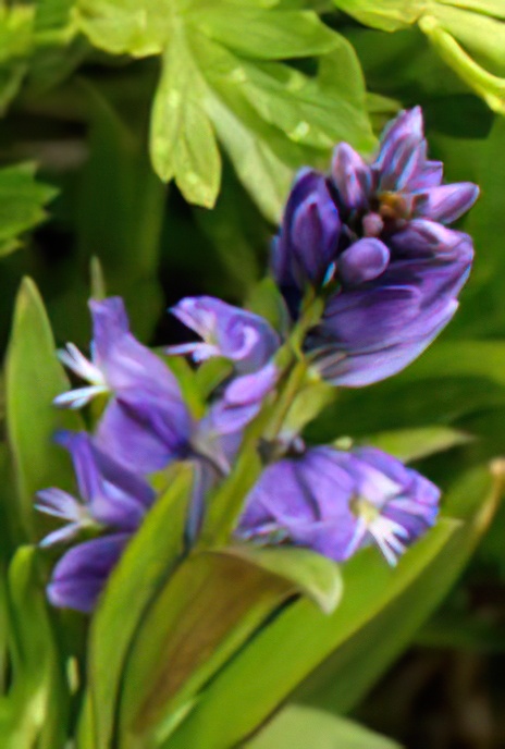 Common Milkwort