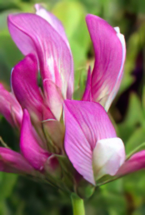 Mountain Sainfoin