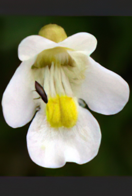 Alpine Butterwort