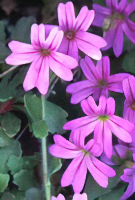 Alpine Erinus