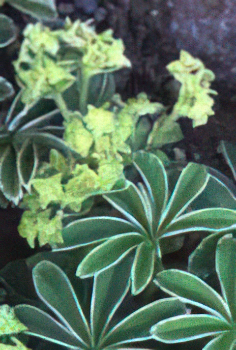 Alpine Lady’s Mantle