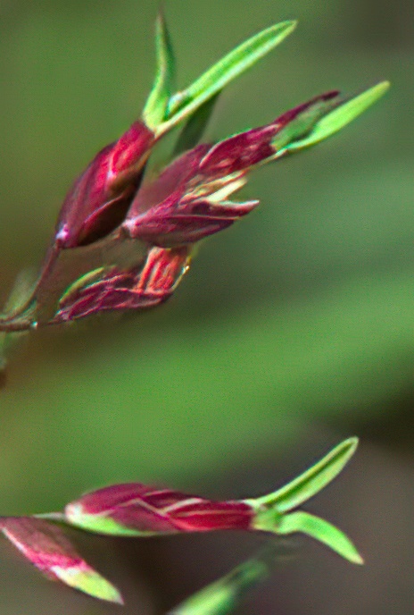 Alpine Meadow Grass