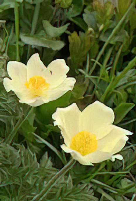 Alpine Pasque Flower