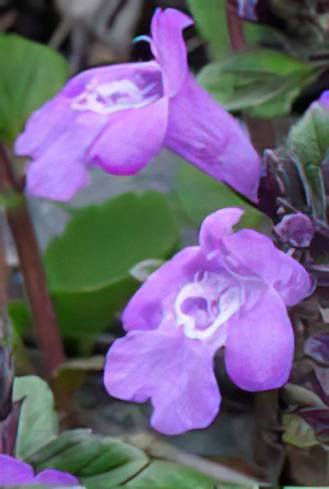 Alpine Savory