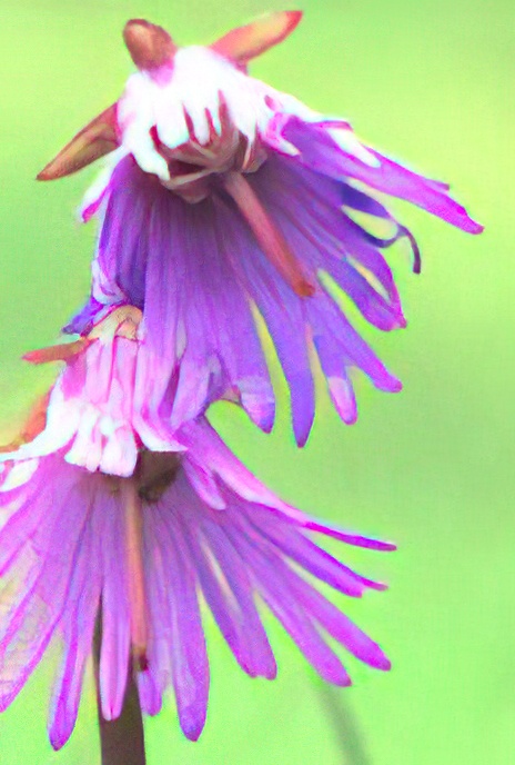 Alpine Soldanella