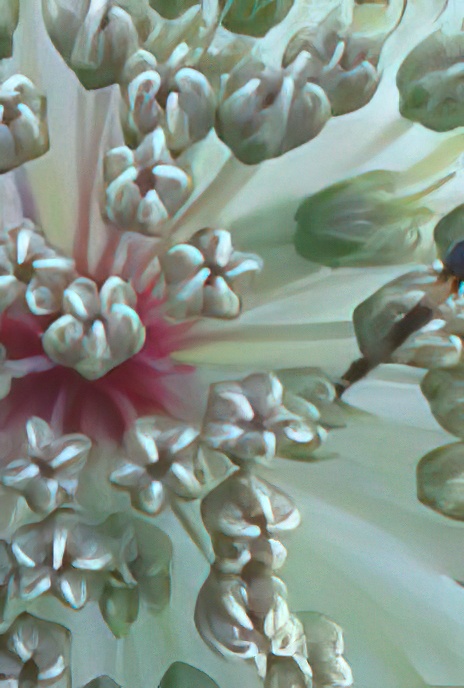 Greater Masterwort
