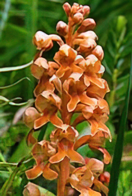 Bird’s Nest Orchid