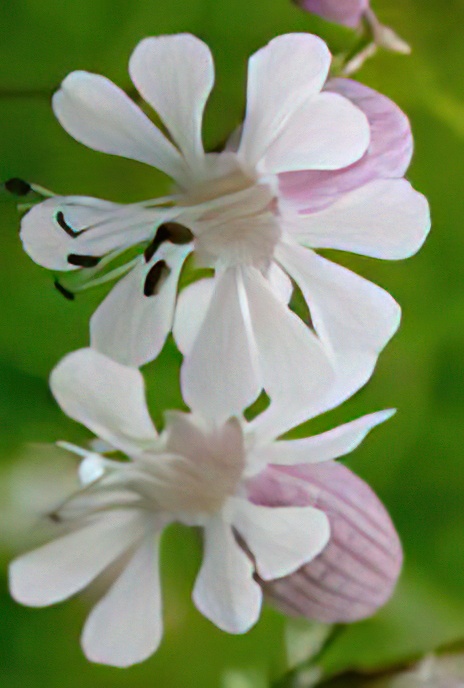 Bladder Campion