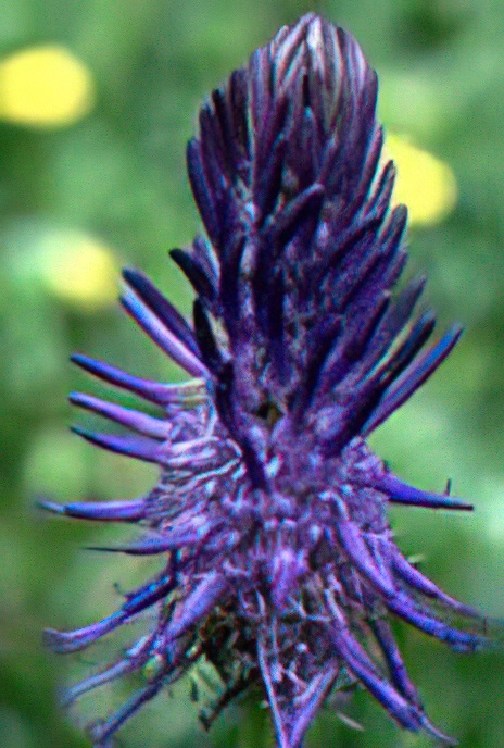 Blue Spiked Rampion