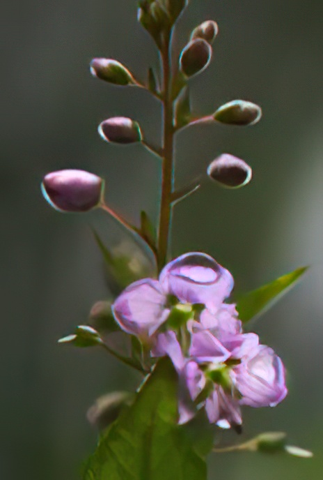 Broad-leaved Speedwell