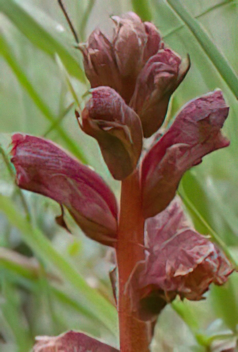 Thyme Broomrape